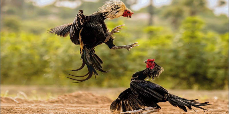 Giới thiệu vài nét hay về đá gà Thomo