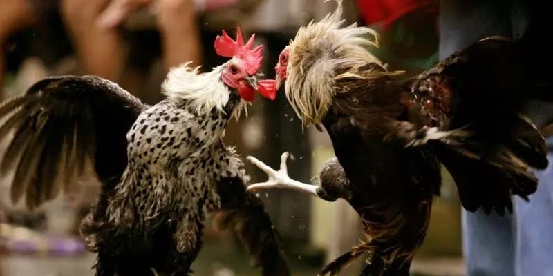 Trang đá gà có gì nổi bật để thu hút người chơi tham gia mỗi ngày?